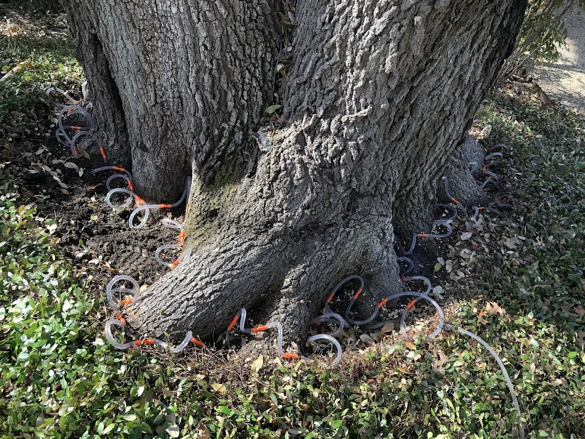 Detailed Tree Cabling and Bracing job site in Haywood