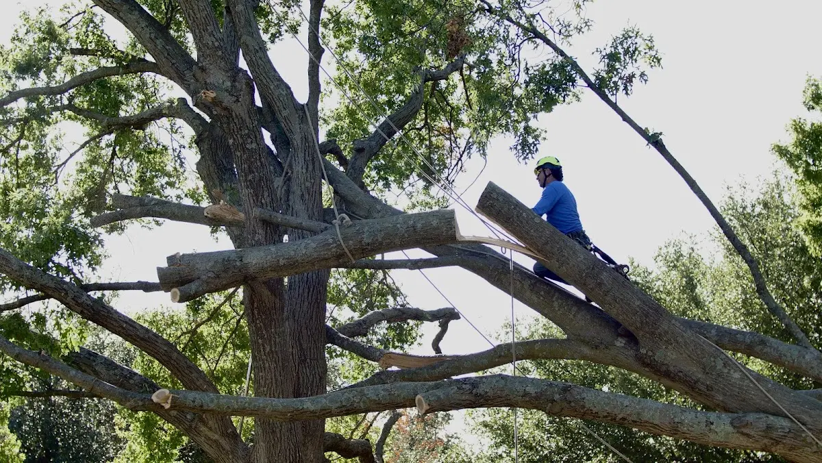 Professional Crown Thinning performed by certified arborists in Haywood