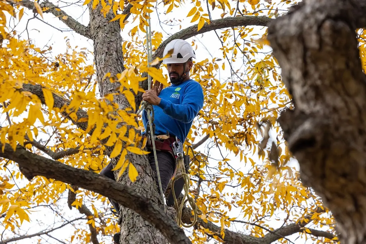 Skilled Storm Damage Cleanup crew working in Haywood