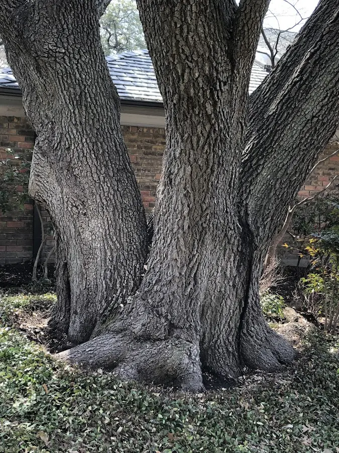 Mature heritage tree close to a Haywood property cared for by certified arborists
